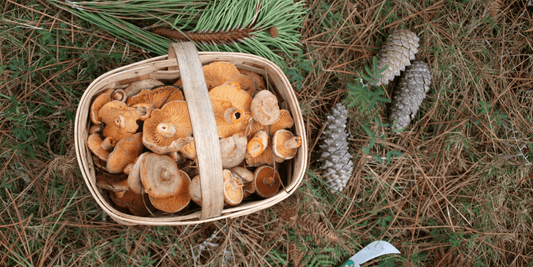 Korb mit frisch gesammelten Pilzen auf dem Waldboden
