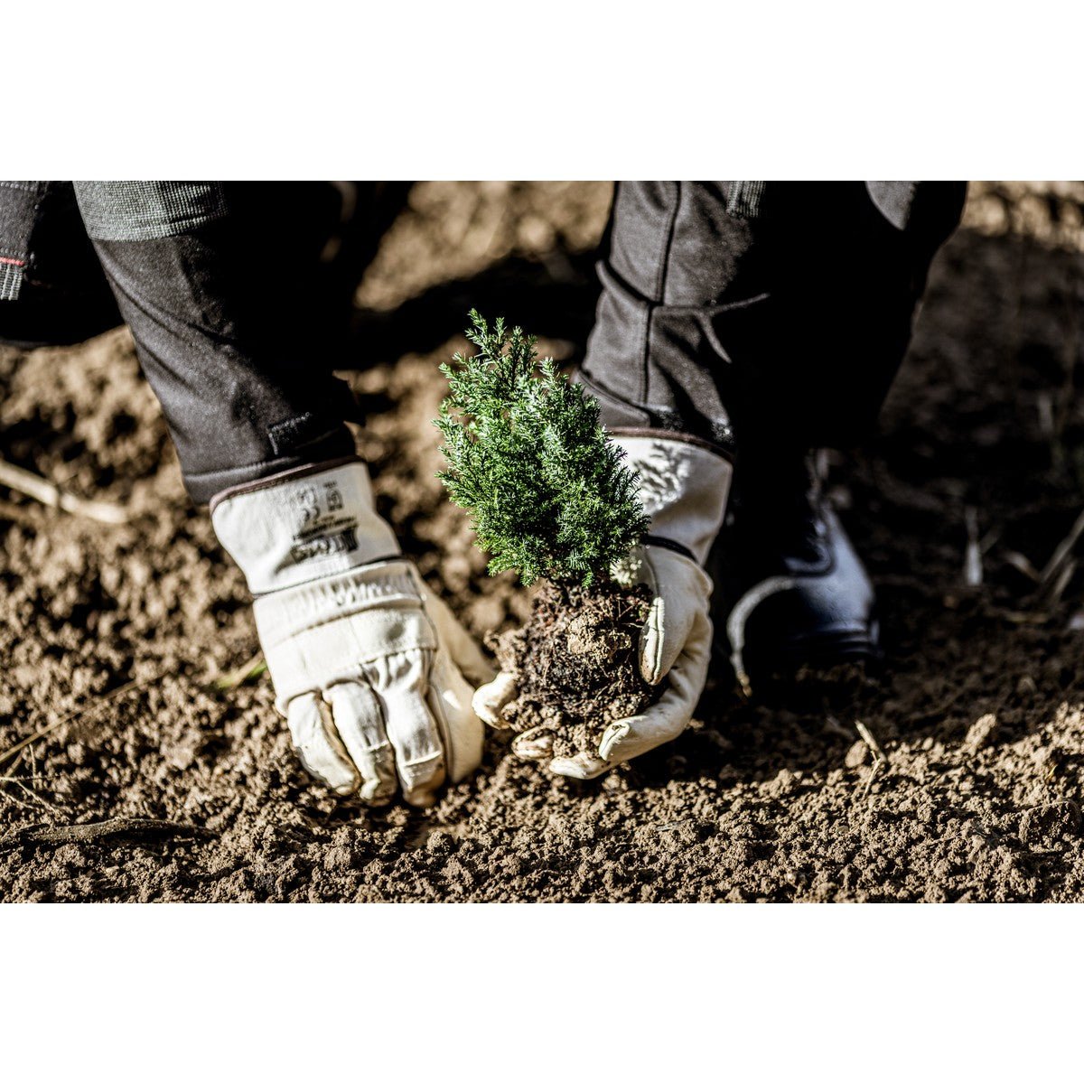 Mănuși din piele de vacă integrală NITRAS, culoare naturală / maro, bumbac EN 388 | Pachet (12 perechi)
