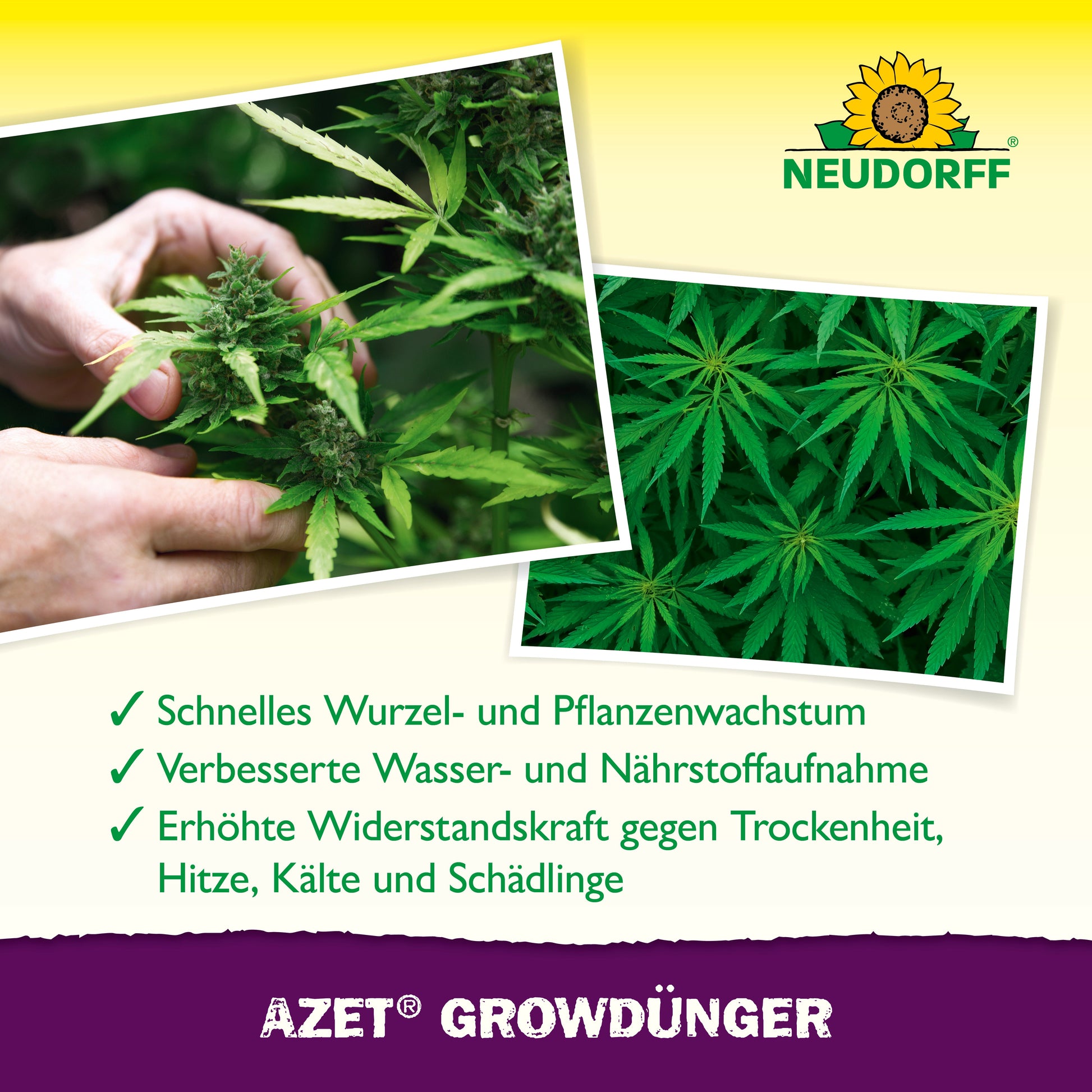 Eine Person inspiziert eine gesunde Cannabispflanze, die Azet GrowDünger von Neudorff Shop hervorhebt. Der deutsche Text beschreibt das verbesserte Wachstum und die Widerstandsfähigkeit der Pflanze. Oben ist das Neudorff-Logo zu sehen.