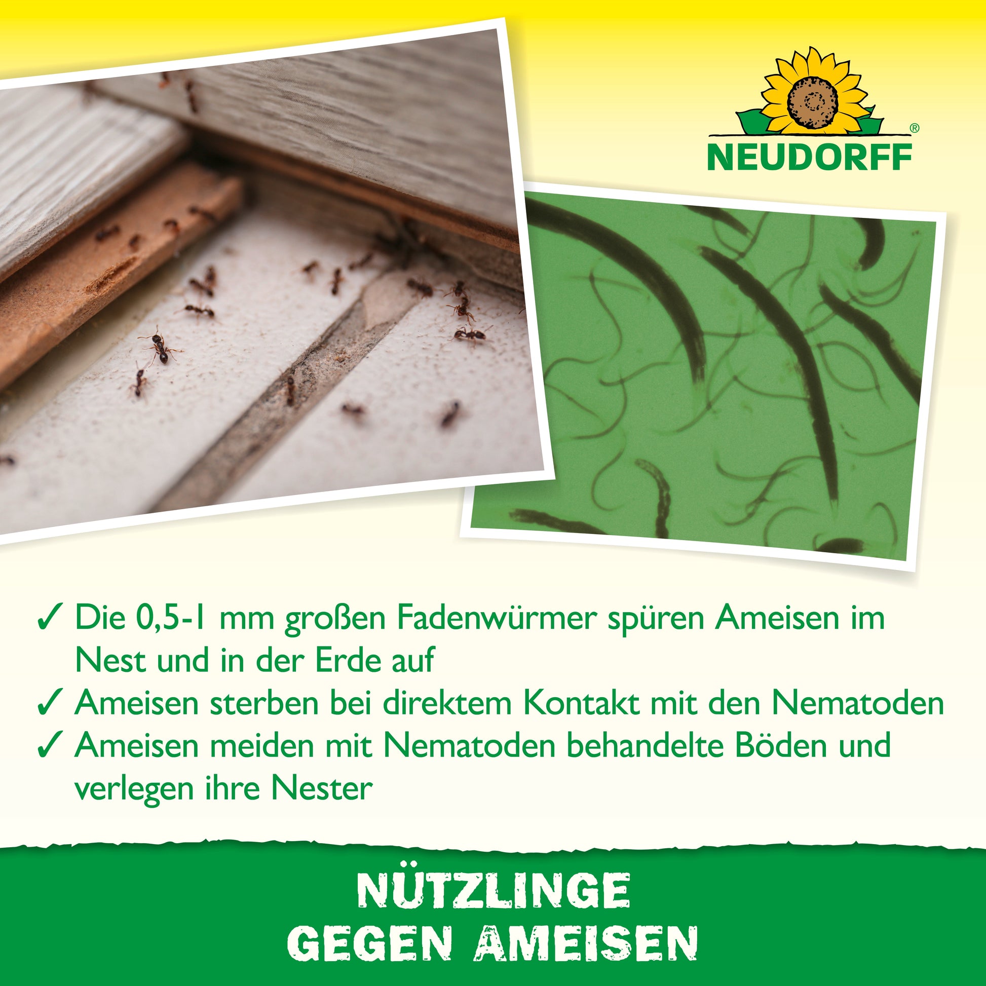 Mehrere Ameisen laufen auf Holz, während eine mikroskopische Ansicht Nematoden zeigt. Ein deutscher Text erklärt, wie die Nützlinge gegen Ameisen von Neudorff Shop zur Bekämpfung von Ameisennestern eingesetzt werden. Oben ist das Neudorff-Logo abgebildet.