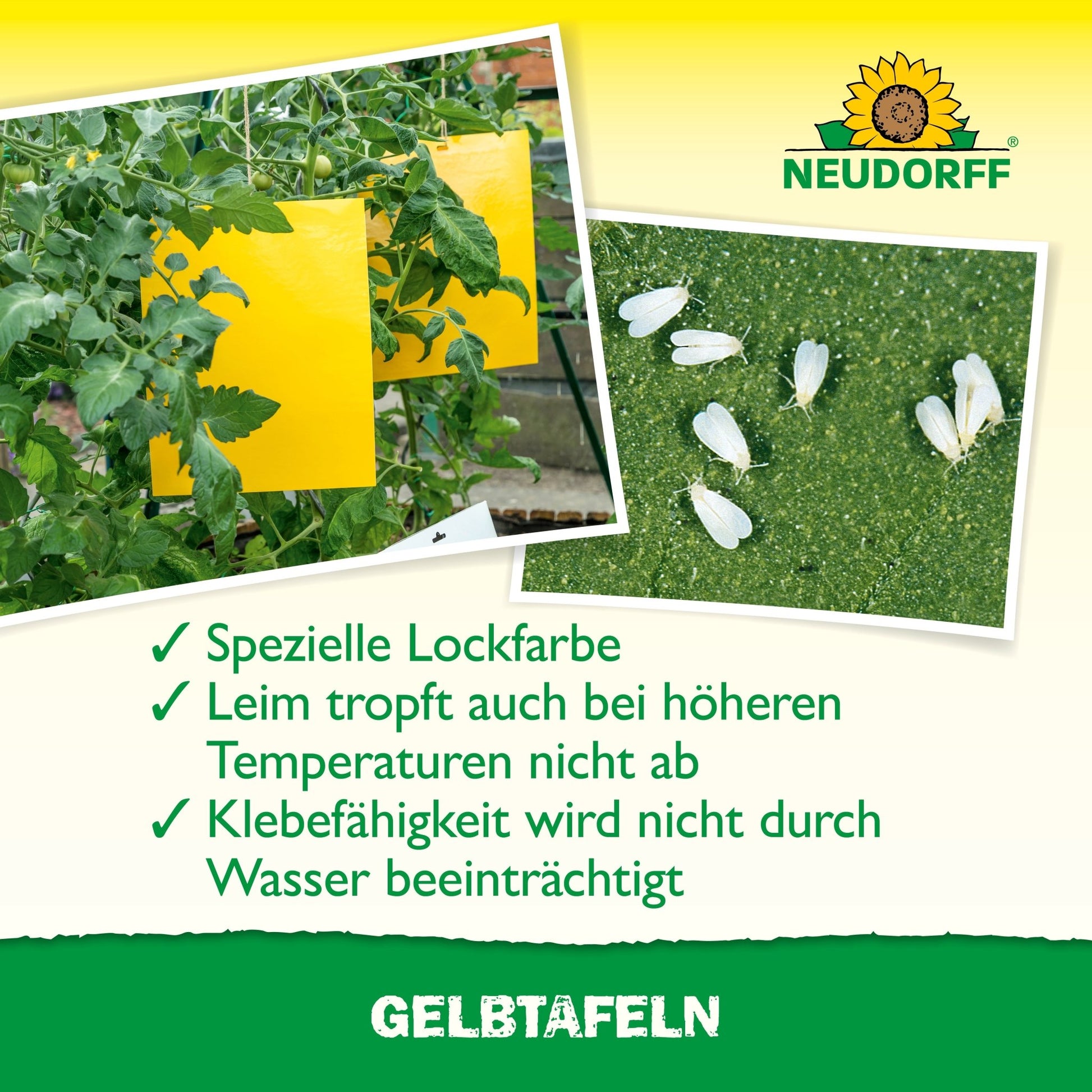 O capcană adezivă Plăci Galbene de format mare din Neudorff Shop atârnă între plante de roșii într-o seră și capturează dăunători ai plantelor. Textul german subliniază culoarea specială de atragere și adezivul rezistent la apă, deasupra este logo-ul Neudorff.